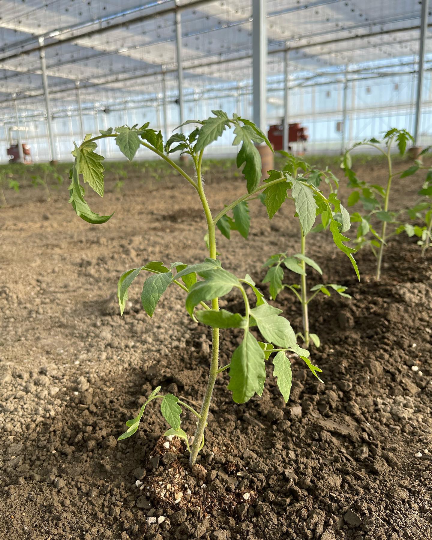 今シーズン始まりました
午前中はトマトの苗の定植、午後はメロンの苗の定植をしました
今日は特に暑かったです🥵
3枚目の写真はミニトマトの苗が左側、根っこを使うのが右側の苗です
来週は接木の練習します🏻
予備苗は200本あるそうなので頑張ります🏻
最初に植えたメロンも大きくなってきました
早く食べてみたい🤤
最後の写真はこの間の日曜日にどまんなかたぬまに納品したとうもろこしです
ものすごい量を納品しました
お陰様で完売しました🏻
お買い上げ頂いた方、ありがとうございました♀️
またよろしくお願い致します♀️♀️♀️
#佐野市