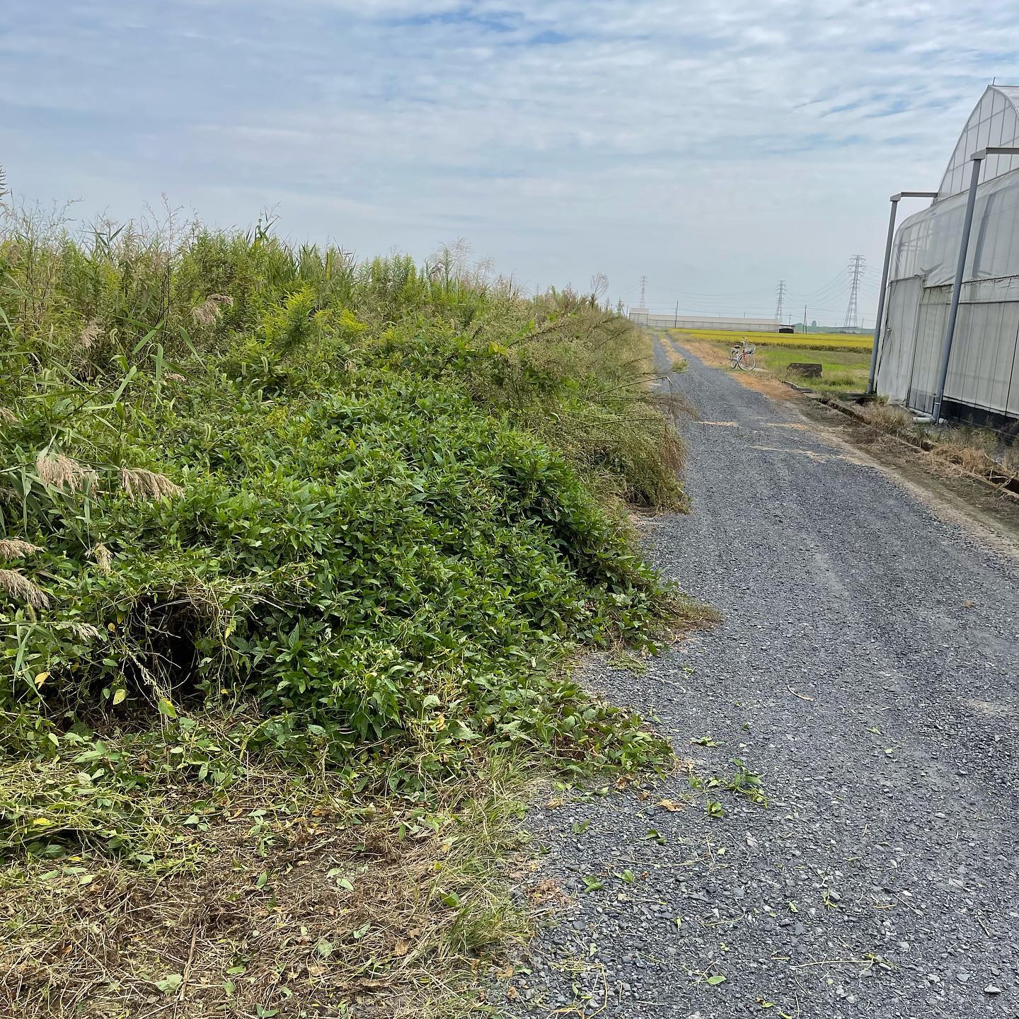 ハウスの隣の道

ハウスの道に車を置くとすれ違えない位、道が狭くなってきたので草刈りをしました‍
2m越えの草…
途中心が折れましたが何とかやり切ることが出来ました🏻
だいぶ道が広くなりました️
稲刈りの時期なので、これならコンバインともすれ違えて一安心