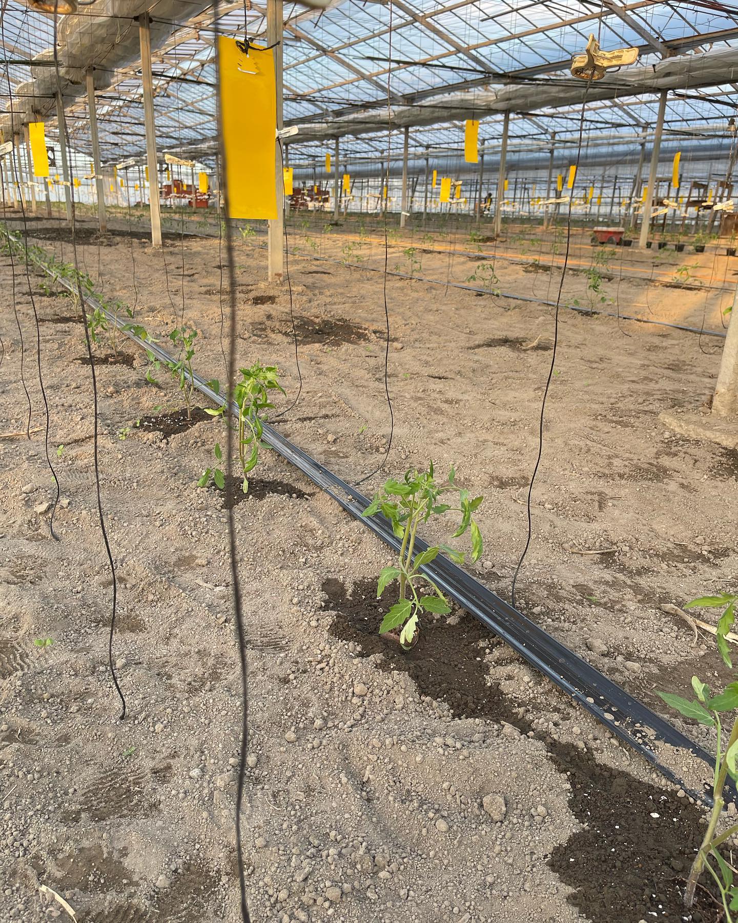 こんばんは
久しぶりの投稿失礼します
今日は古い方のハウスの定植でした
去年から苗は2本仕立てを使用しているので、苗の本数は約半分の900本です️
定植はあっという間に終わるのですが、誘引紐、クリップ、黄色いテープなどなどその他の仕事が時間がかかります
新しい方のハウスはマルチを引き始めました
そして今日、少し赤くなっているトマトを発見️
今年は暑いからか早いです🥵
とうもろこしも今月末まで収穫予定で播種したのですが、今年は暑くて先週の土曜日で終わってしまいました
購入されたお客様、ありがとうございました♀️
最後の写真は先週、私の実家の稲刈りを主人と手伝いに行った時です
今年は去年よりも収穫量が多いと両親が喜んでいました
今月はトマトの管理と稲刈りが重なって忙しい月ですが、とても充実した日を送っています
日中は暑い日が続いていますが、朝晩との寒暖差で体調を崩さないように頑張ります