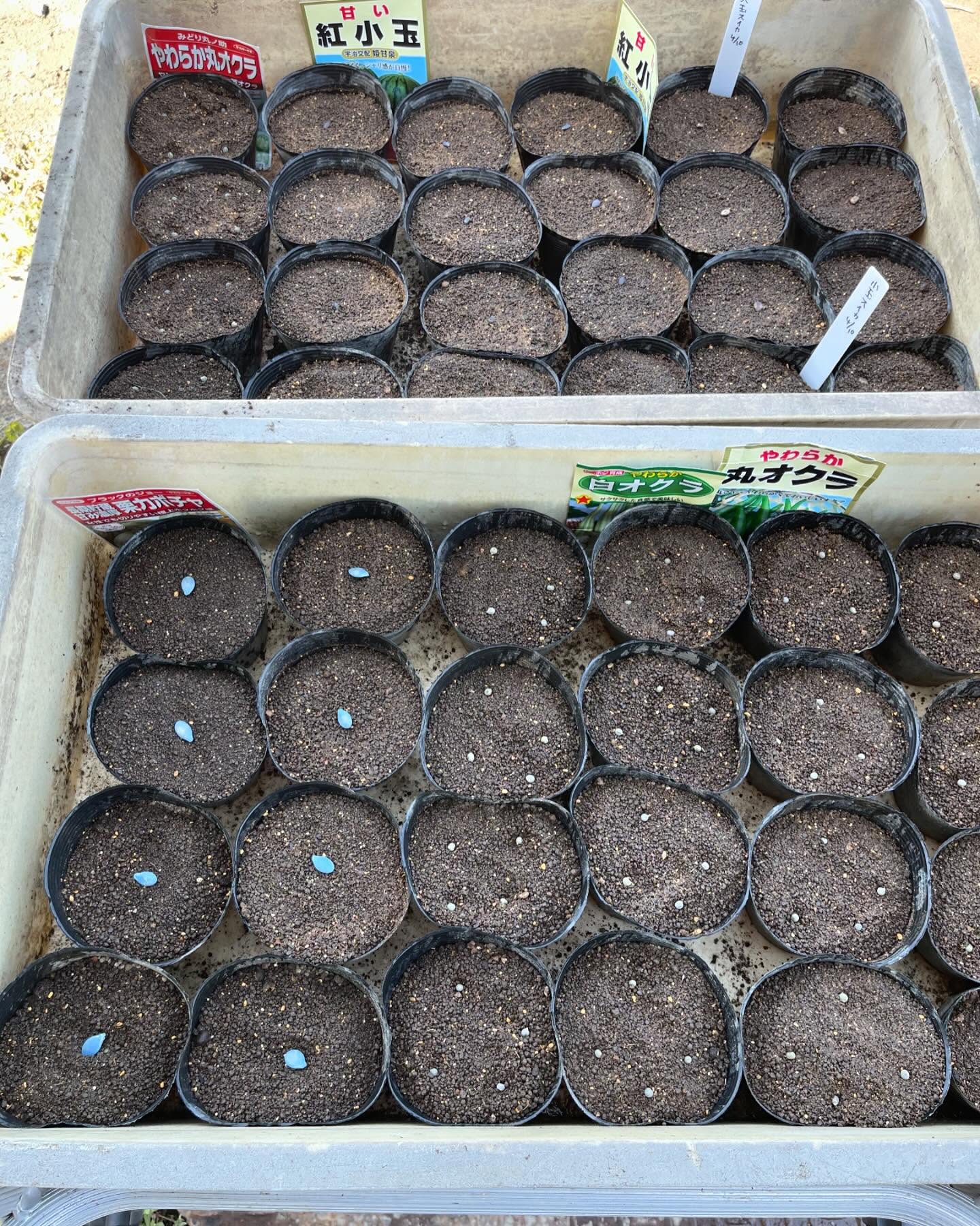 夏野菜の種まきをしました
トマトをやりつつ畑の準備も進めて行きます🏻

毎年種を撒いて思うことが、野菜を育てるのは難しい
思うようになったことは無く、毎年1年生と耳にはしますが、本当にその通りだなぁと🙄（その分楽しいんですけどね♬）
色々な心配をしながら、去年のノートを見返しをして今年の育て方を決めていく…

そう考えると、毎年最後までトマトの管理をしながら収穫出来ることってすごいなぁと
家族、パートの方々の生活を背負ってトマトを育てている主人には尊敬と感謝です

今年の夏野菜の成長が楽しみです♬

最後の写真はスナップエンドウの実が付き始めました🫛🫛🫛
スナップエンドウが大好きな私はスナップエンドウでお腹いっぱい食べることが幸せの１つなので今から楽しみです🤤🧡

トマトの方も今日でちょうどあと3ヶ月️
ここから収穫量もグッと増えていきます
来月からお米の種まき、麦刈、田植えと重なって体力勝負です🏻🏻
後半戦も頑張ります