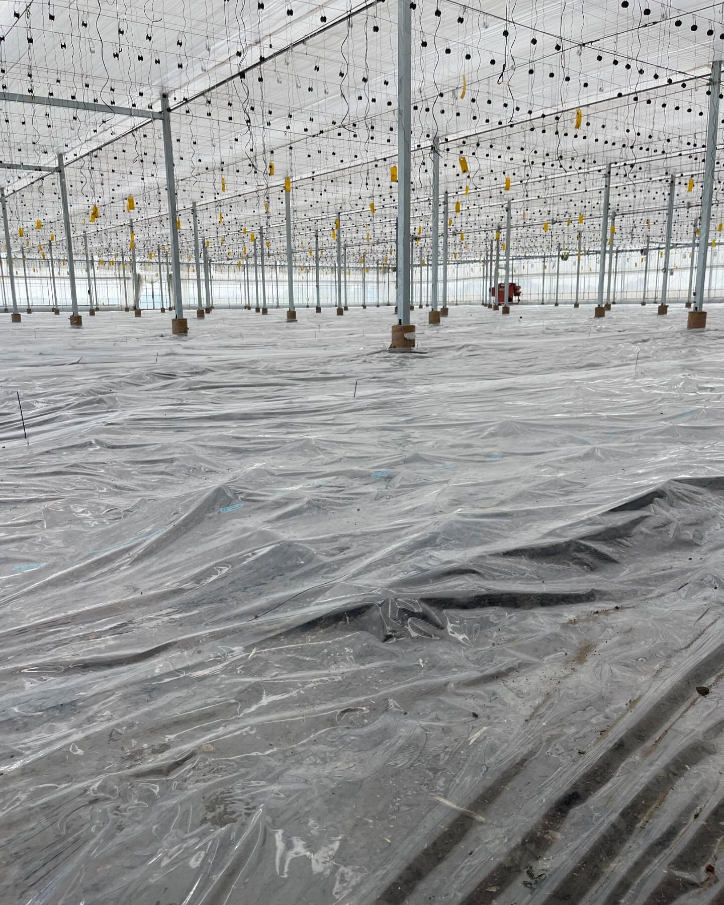 今日、新ハウスの熱処理の準備をして今シーズン終了となりました

今シーズンはYUMERI FARMの企画、販売の責任者としてミニトマトの販売の仕方、見せ方などを学び実践してまだまだ伸び代があるなと手応えを感じた今シーズンでした🤔
また来シーズンは今シーズン出来なかったことをやり、常に挑戦していこうと思います️

今シーズン購入して頂いたお客様、携わって頂いた方々、色々な方に支えられて今があるんだなぁと実感したのと、当たり前のことなんか何も無い、常に感謝なんだなぁと改めて気がつかされた年でもありました🏻

また来シーズンもパワーアップして突っ走りたいと思いますのでどうぞよろしくお願い致します
ありがとうございました🏻🏻🏻