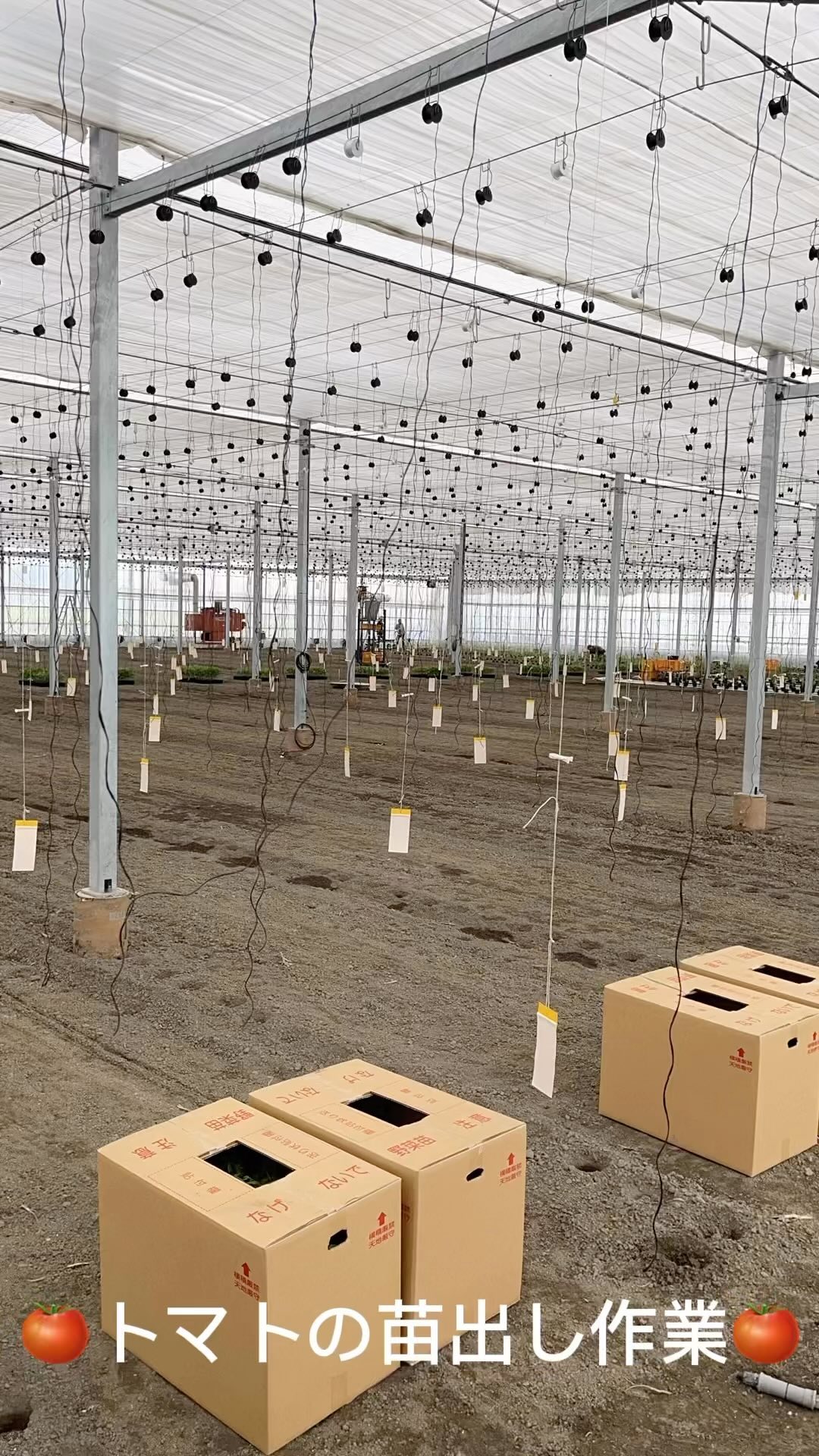 大玉トマトがスタートしましたー
苗の定植作業の様子です🧑‍
台風の影響で曇りでしたが暑かったー🥵

最後はカメラが転けました