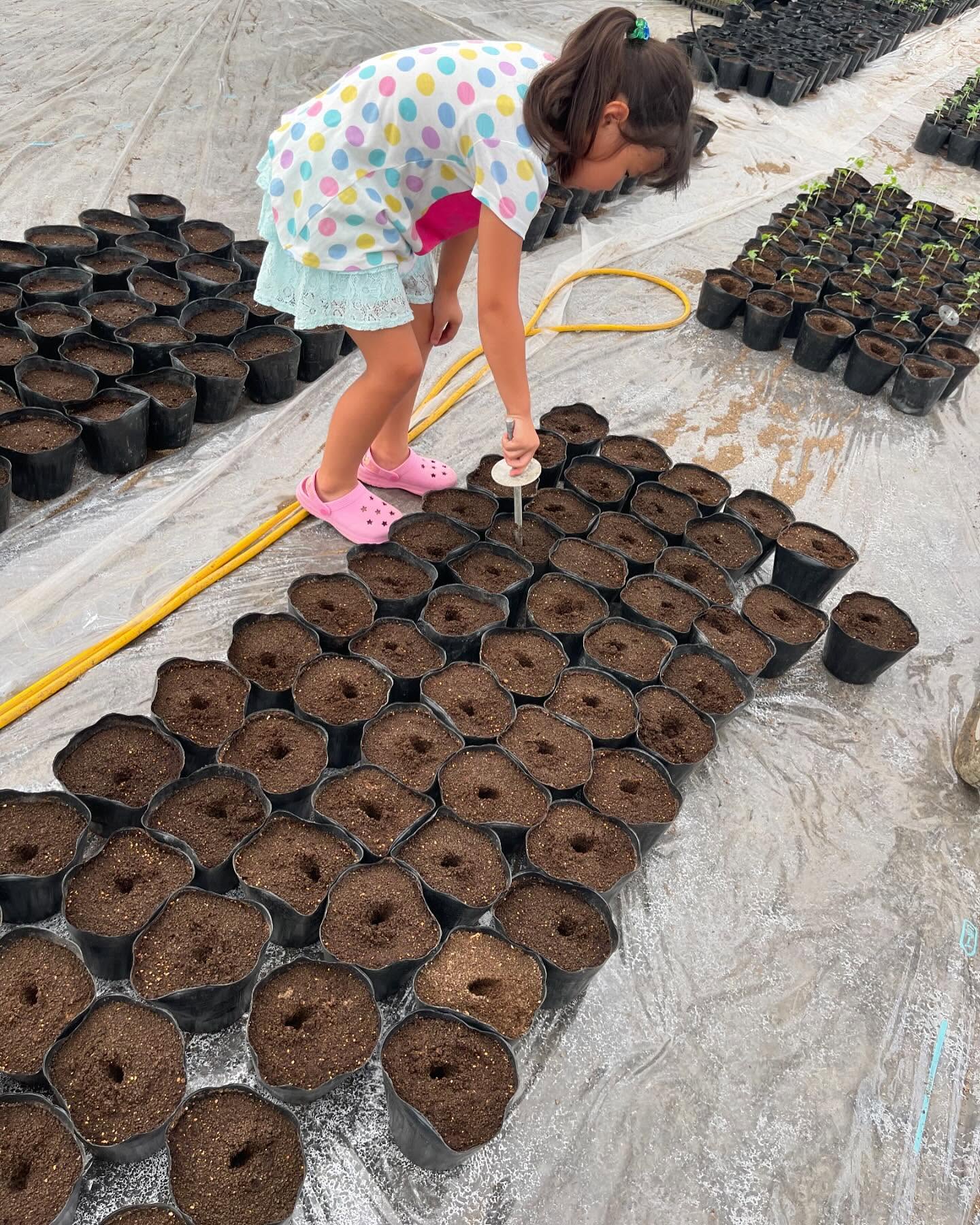 今月始めに種を植えたミニトマトの台木の苗が大きくなったのでポットに定植をしました
汗をかきながら娘も手伝いをしてくれました
2日後に穂木を定植する予定です。

いよいよ今シーズンも始まりましたー🏻
さらにパワーアップしていきます🏻
今シーズンもよろしくお願い致します🏻🏻🏻
