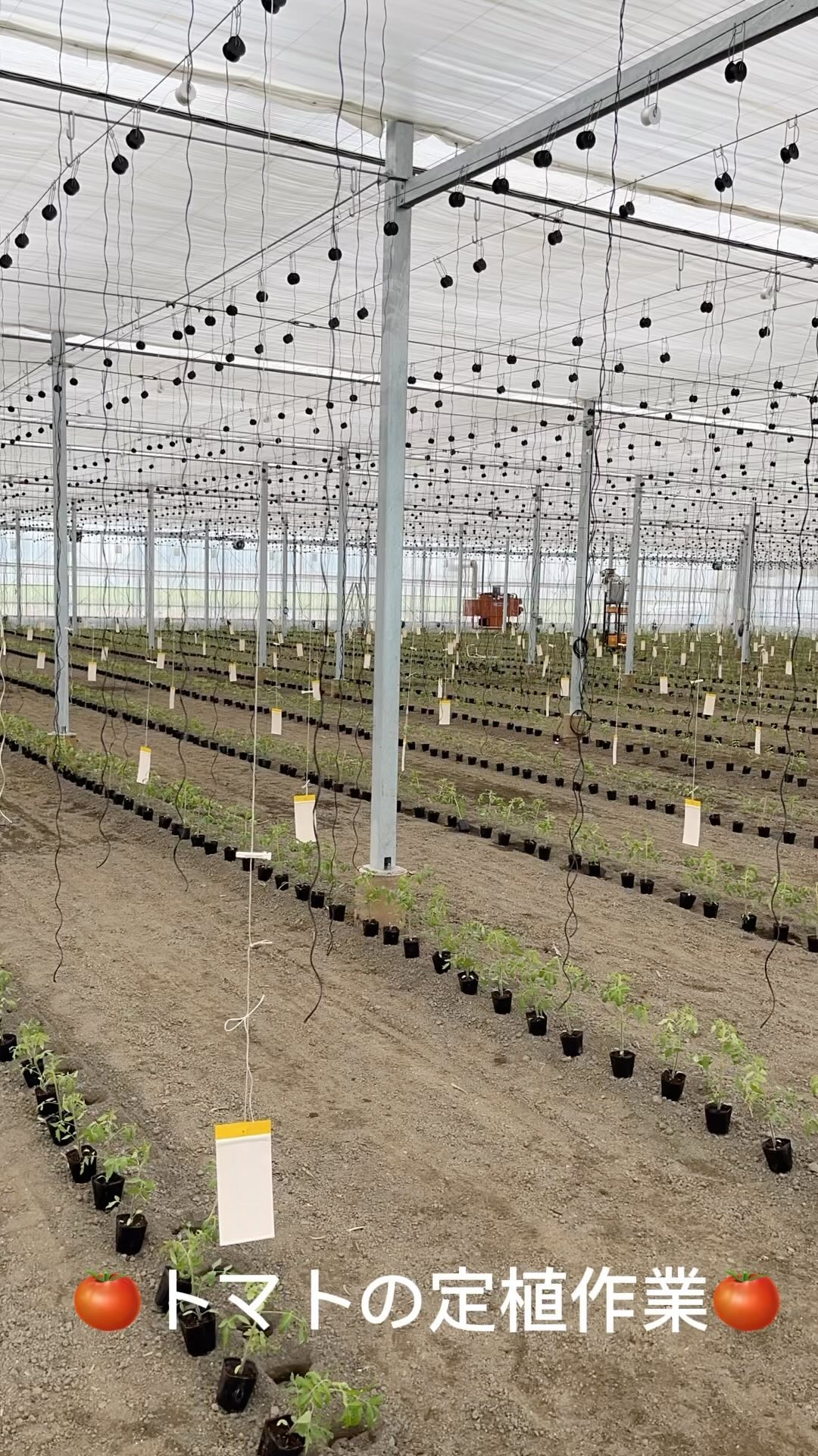 無事に定植終わりましたー🏻
お疲れ様でしたー🏻🏻🏻
