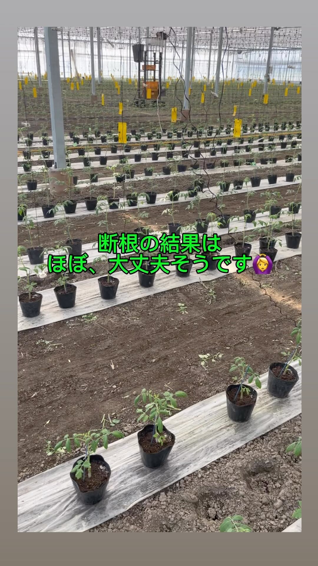 昨日の断根の結果、だいたい大丈夫そうです‍♀️
良かった〜
数本はダメそうだけども、予備苗も作っているので足りそうです🏻
安心しました️