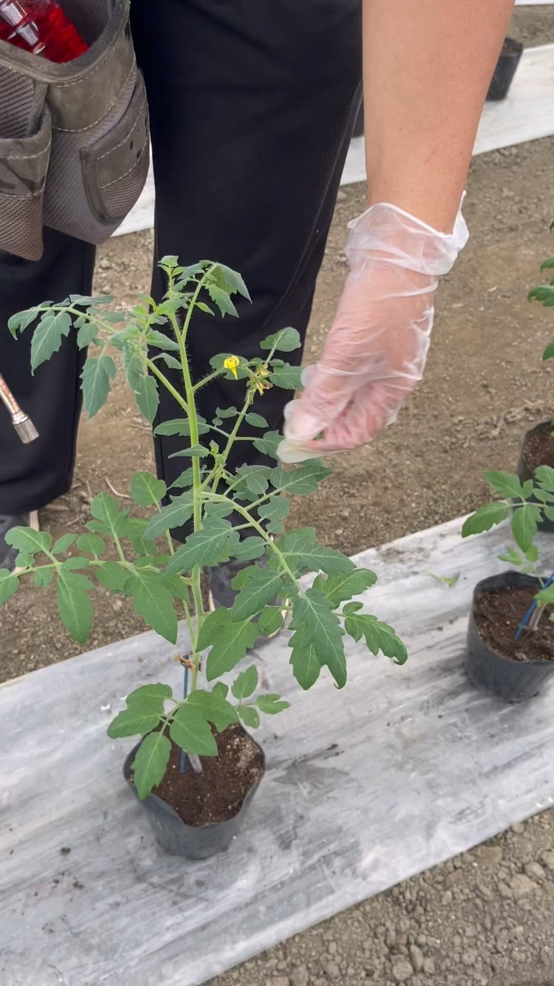 花が咲いてきたのでホルモン処理をしました

ホルモン処理を@sekiguchi_yuheiはとんづけと言っていますが、いわゆる受粉作業のことです
受粉作業は薬が濃かったり、同じ花にしてしまうと奇形の実が付いてしまいます。
一度ホルモン処理をした花は目印として下の脇目を取っています。
ハチが受粉すると奇形の実が出来ない、凄いですよね

今ホルモン処理をしている花はおそらく10月20日頃に収穫出来るかと思います
今年は新品種を4種類育てているので楽しみです🥰