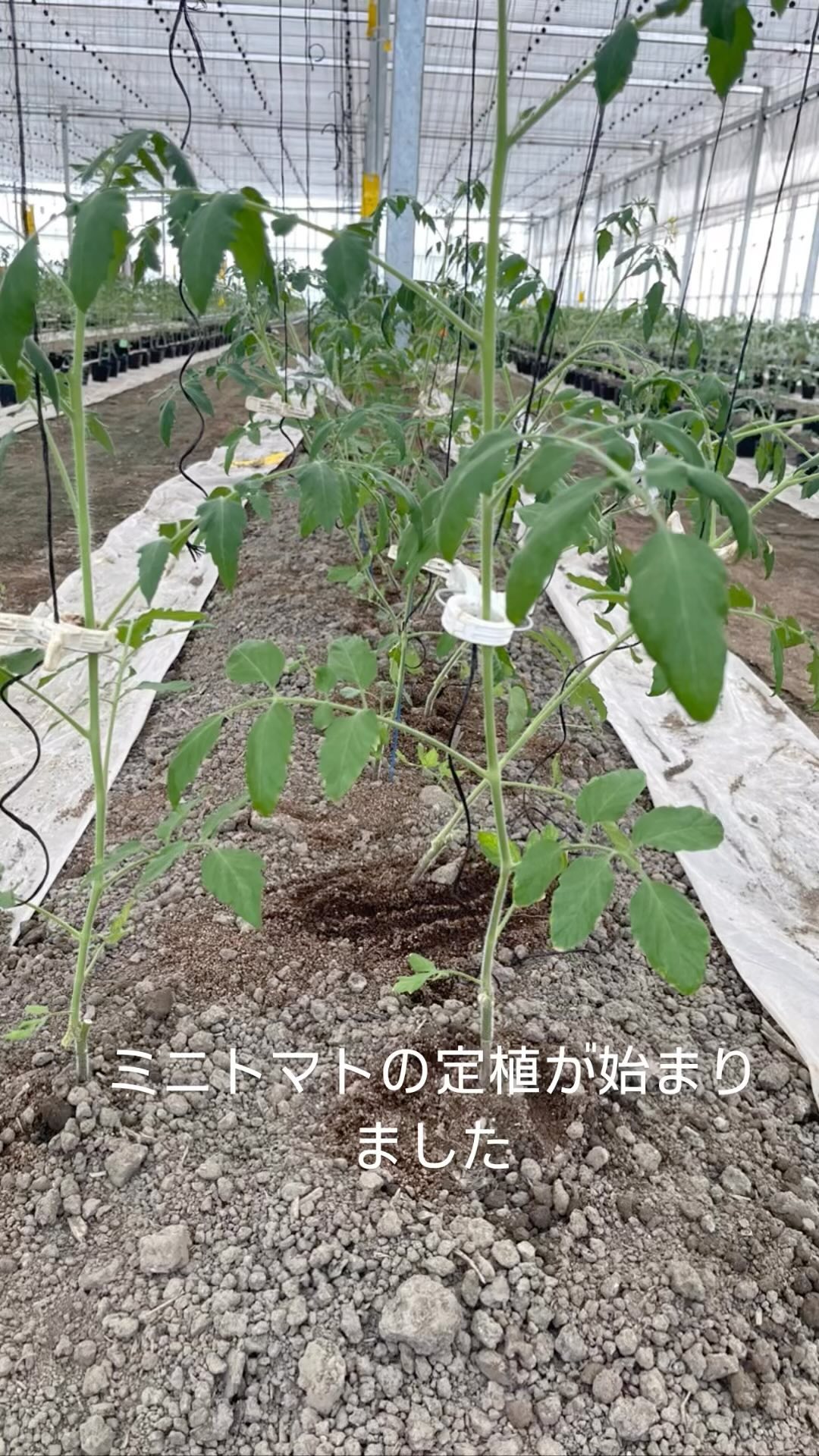 ミニトマトの定植が始まりました
成長が遅い種類はまだまだ定植まで時間がかかりそうです