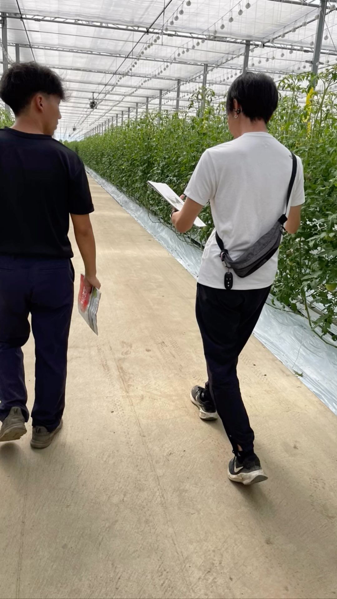 今日は で している@kobayashisaienn.2024さんの小林くんのところへハウス見学に行ってきました
まぁデカい️あんな大きなハウス初めて見学しに行ってきました️
色々と勉強になったし、参考になりました🏻
今日、学んだことを明日から実践して行きたいと思います

小林くん、ありがとうございました🏻🏻🏻
ちゃんとした写真を撮るのを忘れた
また遊びに行きまーす