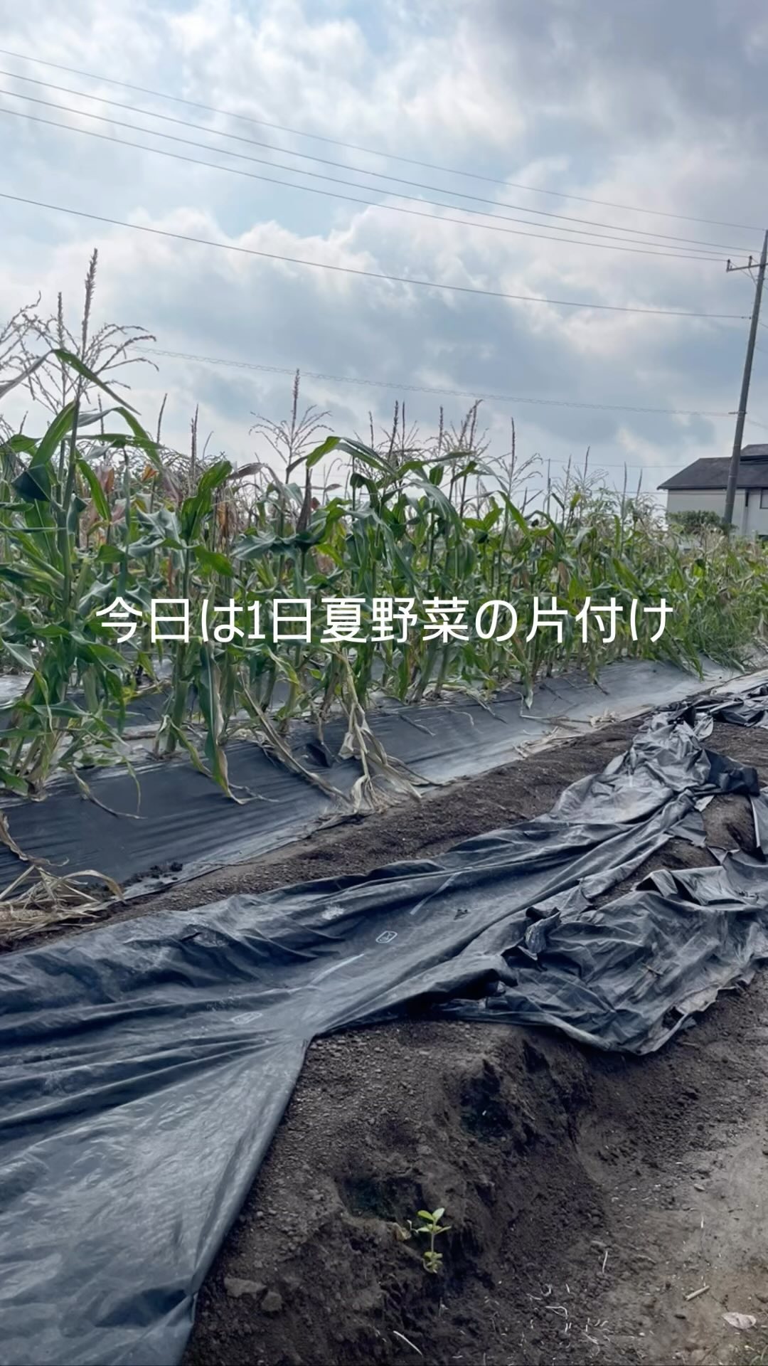 今日は@sekiguchi_yuheiと1日中夏野菜の片付けをしていました
1人だったら今日中に終わらなかった🫠
@sekiguchi_yuhei ありがとうございました🏻助かりました🏻

そろそろ冬野菜の準備です️

今日も相変わらず、暑かったー🥵
早く涼しくならないかなぁ