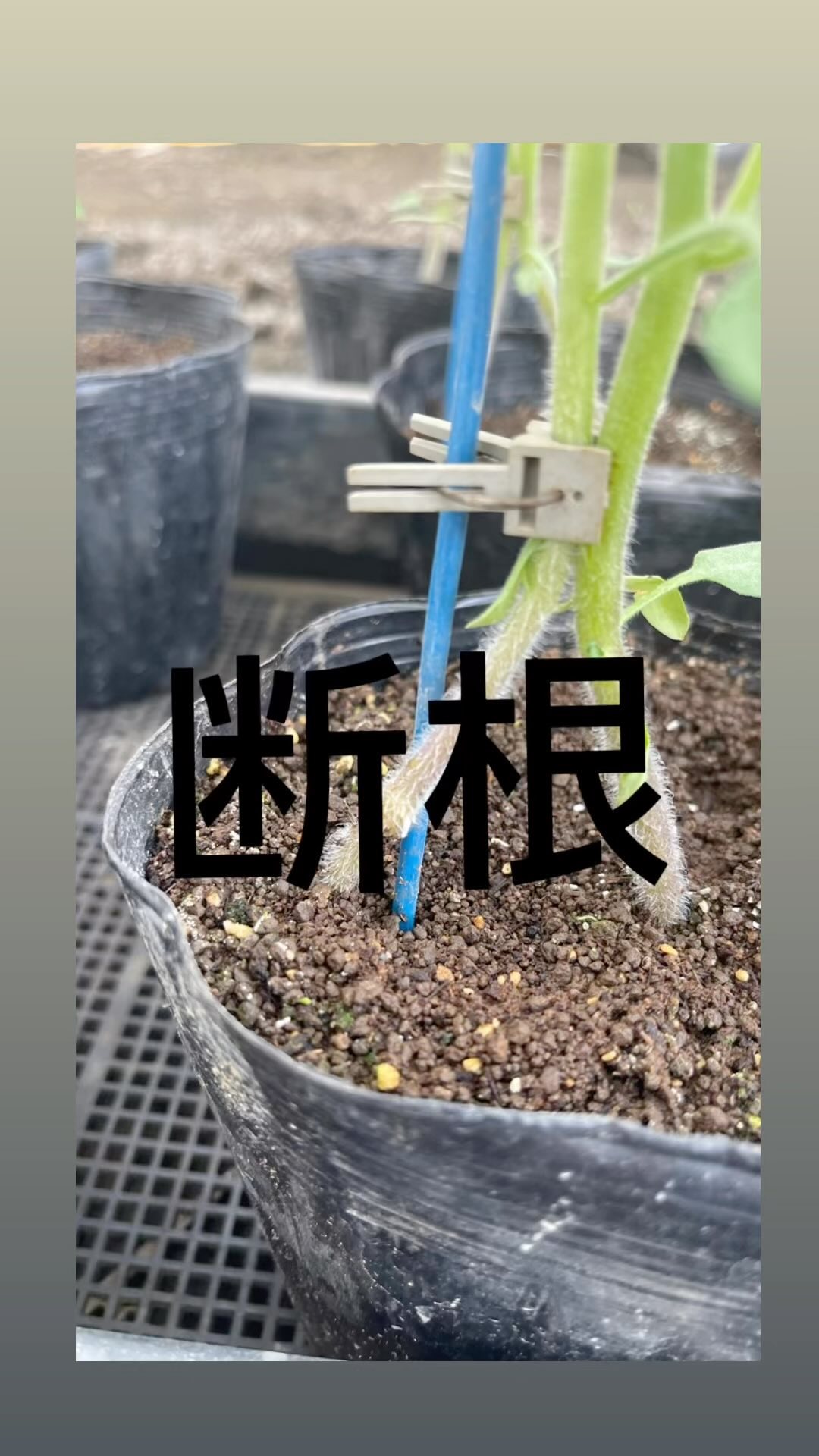 今日はミニトマトの断根をしました️
接木がちゃんとできているか答え合わせです
どうか上手く接木できていますように祈るばかりです