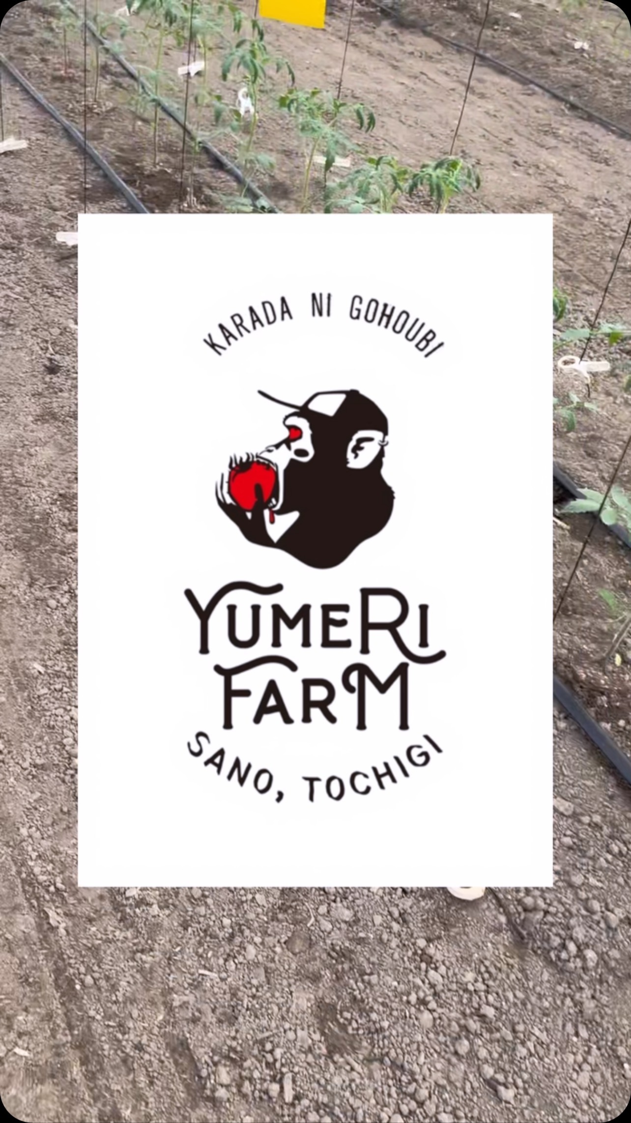 今週はずっとこの作業しています

誘引紐の先にクリップをつけて滑車を適切な場所に移動して紐を下ろす…を永遠に繰り返してます

9月に入っていてもまだまだ暑いですね🫠
高所作業者に乗ると下よりもっと暑い🥵
いつもパートさんありがとうございます🏻🏻🏻

火曜日までに終わるかな