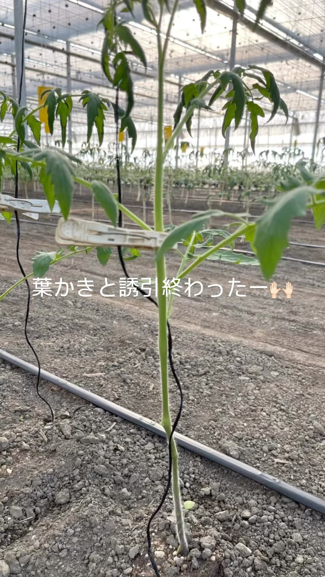 葉かき、クリップ付け作業、2日間かかるかな〜って思っていたけど、今日1日で終わったー🏻
椅子に座って作業だったからお尻が痛い

今日もお疲れ様でしたー🏻🏻🏻