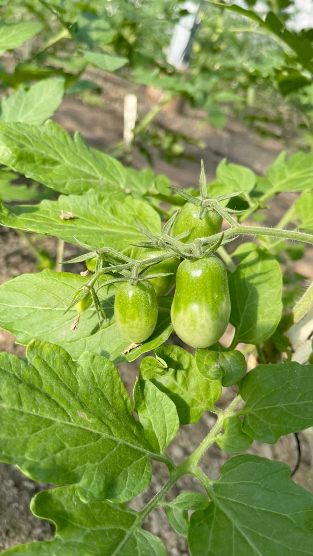 ミニトマトが大きくなってきました
早いものは10月下旬には収穫出来そうです🫶🏻
このまま順調に育ちますように

ミニトマトの収穫前に稲狩りが始まります
今週末は天気が晴れる予想️
新米食べるのが楽しみ️