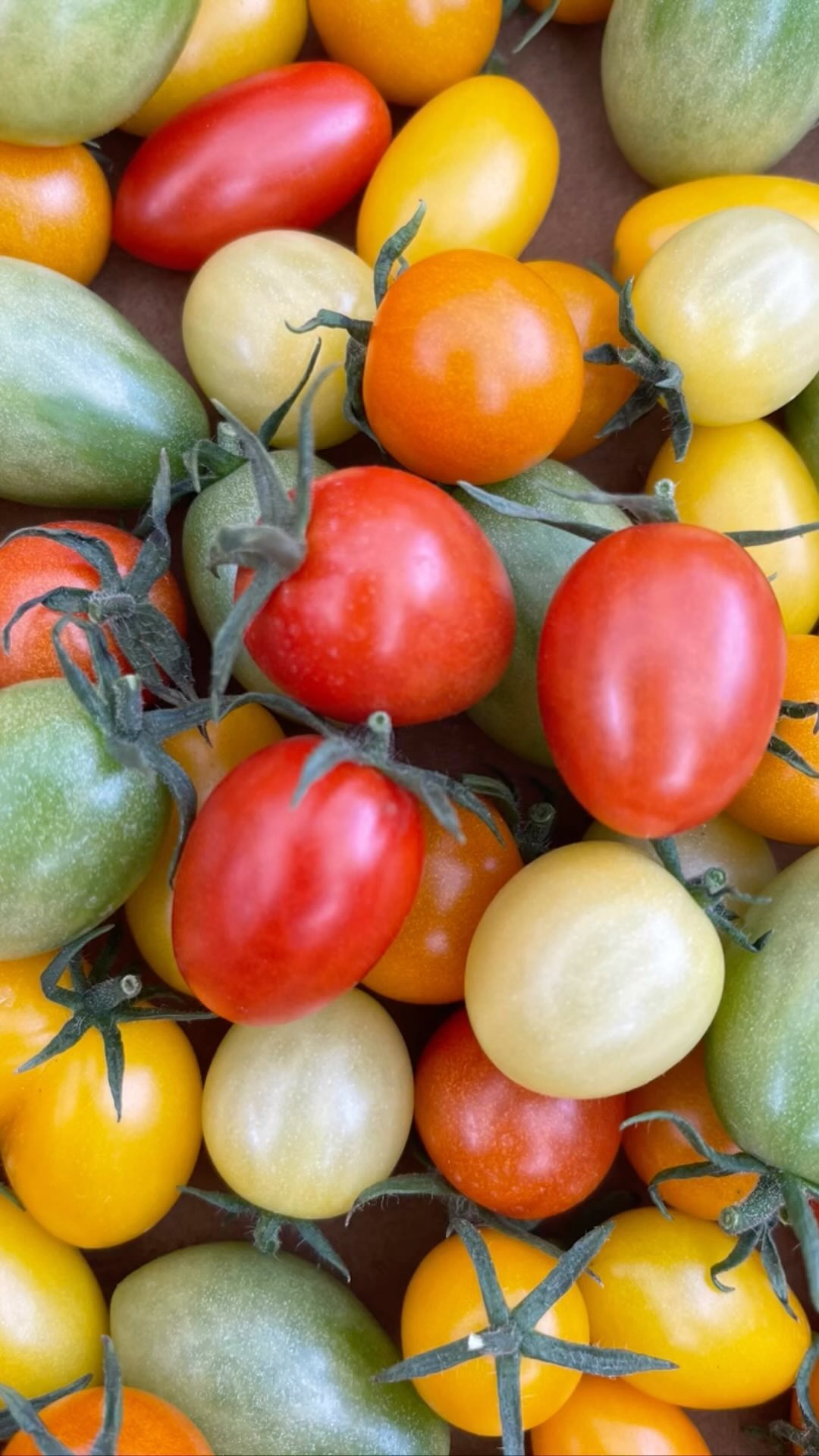 今週に入ってミニトマトの種類が多く採れ始めました
今シーズン14種類の中で価値があるのがこの赤いミニトマト️
ご縁があってまだ発売前の種をメーカーの方に譲って頂きました🏻
ありがとうございます🏻🏻🏻
まだ出回っていないこの赤いミニトマトを食べた方は初めて口にしたのではないかと思っています️
種類がたくさん採れてきたので今週末からインショップでの販売を開始したいと思います
この赤いミニトマトの名前はまだ伏せますが見かけたら是非ご賞味ください





#