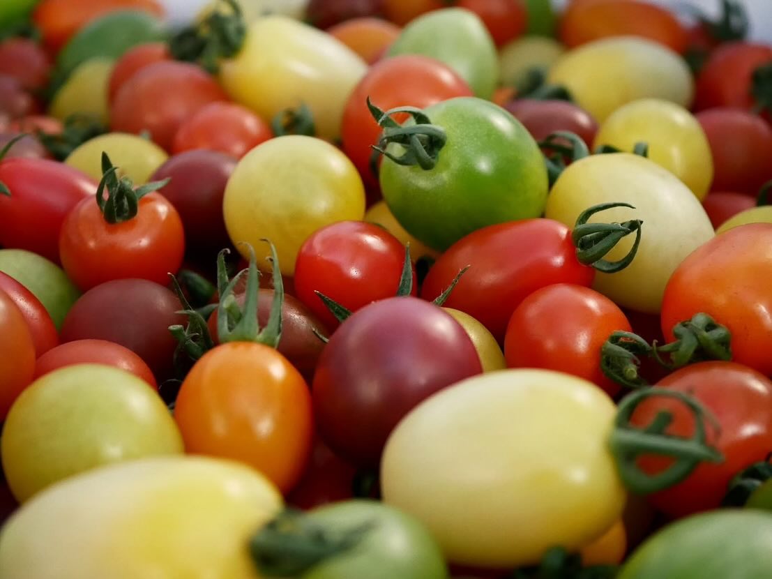 2月24日（月）️10:30〜16:00
場所　足利フラワーパークプラザ

インショップでは置いてない、カラフルミニトマト13種類を1パックに詰め込みました
インターネットと箱買いした方のみしか味わえない13種類、明日販売致します❣️
マルシェ限定品です🥰
数量が少なめです️お早めにお越しください️

YUMERIの仲間に入れなかった、レッドパープル、明日ついに解禁します️
格安販売致します️
なぜ仲間に入れなかったのか…🤔
是非ご賞味してみてください

幻の品種、ごほうびの大玉トマト、少しですが販売致します❣️
大きくて2個入っているものは主人の目利きで選ばれたトマトです
トマト職人が選んだトマトも是非よろしくお願い致します🫶🏻