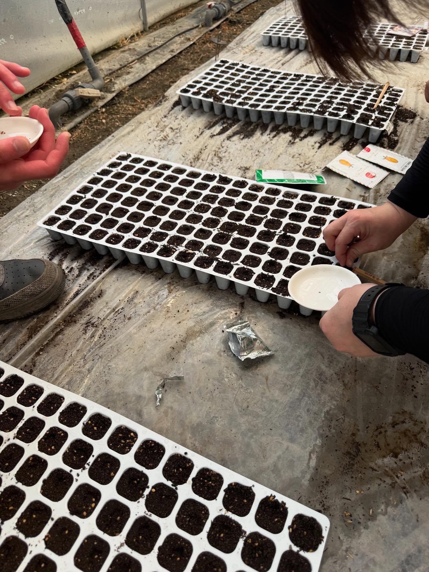 ミニトマトの種まきが終了しましたー🏻
あとは無事に芽が出ることを祈るのみです🏻

3枚目は途中でトラクターが調子悪くなって、中途半端な感じになってますー🚜