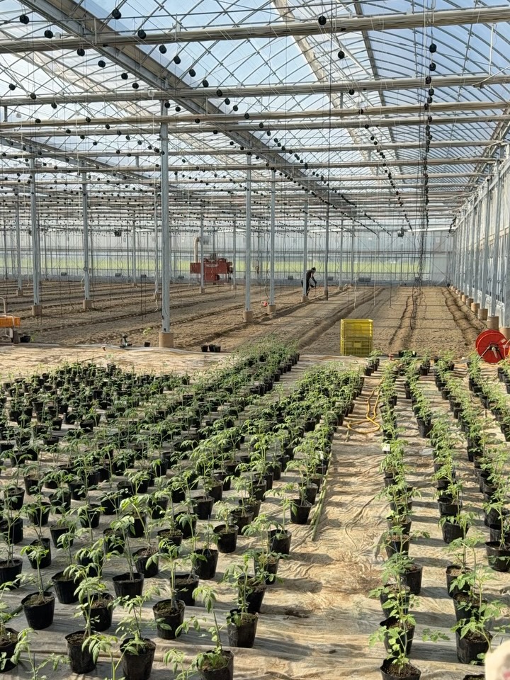 段々とハウス内が形になってきたよ

そろそろ繁忙期に突入️
ここから12月まで突っ走ります🏻‍♀️

繁忙期の真っ只中は去年はどんなふうに仕事をこなしてきたんだろう🤔?と思うけど、毎年どうにかなってるんだよね🙃

植物は待ってくれないし、天気都合もあるから大変だけど、それが楽しい️

頑張りまーす