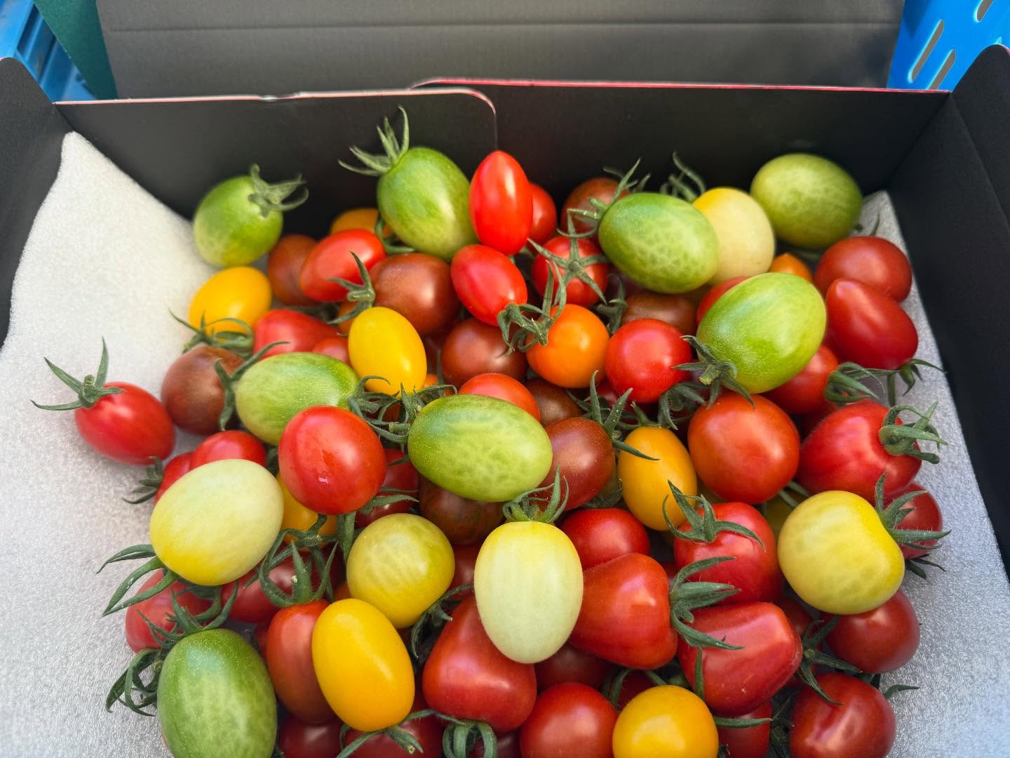 今日からいよいよインターネット販売開始です！

予約した方、お待たせ致しました！
今日から順次発送いたします

しかしまだそれほど収穫量もないので収穫量に応じて作らせて頂きます

予約分、重さにして約50キロ嬉しい限りです️
ありがとうございます🏻

日に日に収穫量も多くなってきているので今しばらくお待ちくださいませ🏻‍♀️