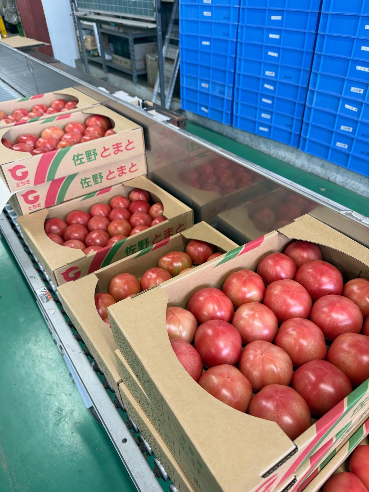 先日から大玉トマトの収穫が始まりました
インショップではイオンモール佐野新都市店で販売しています
どうぞよろしくお願い致します‍♀️